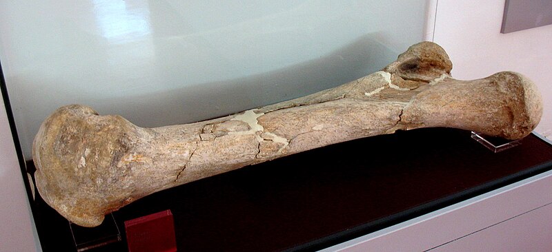 File:Palaeoloxodon antiquus - fémur Ambrona.JPG