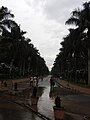Palm avenue-1-cubbon park-bangalore-India.jpg