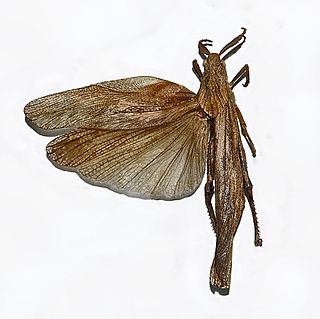 <i>Xiphoceriana atrox</i> Species of grasshopper