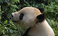 A Giant Panda in the Beijing Zoo