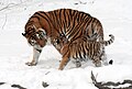 Sibirski tigar je ugrožena (EN) podvrsta tigra. Tri podvrste tigrova su već izumrle (vidi Spisak mesoždera prema populaciji).[31]