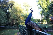 Un paon au Jardin Botanique de Tours (France)