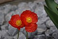 Papaver nudicaule