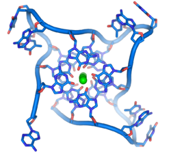 20 January 2013: it is proven that quadruple-helix DNA (pictured) is present in humans. Parallel telomere quadruple.png