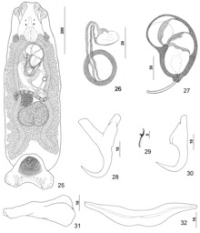 Parazit150040-fig4 Pseudorhabdosynochus kritskyi Dyer, Uilyams va Bunkli-Uilyams, 1995 - Shakllar 25-32.tif