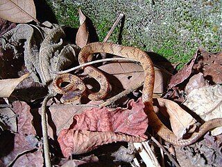 <span class="mw-page-title-main">Formosa slug snake</span> Species of snake