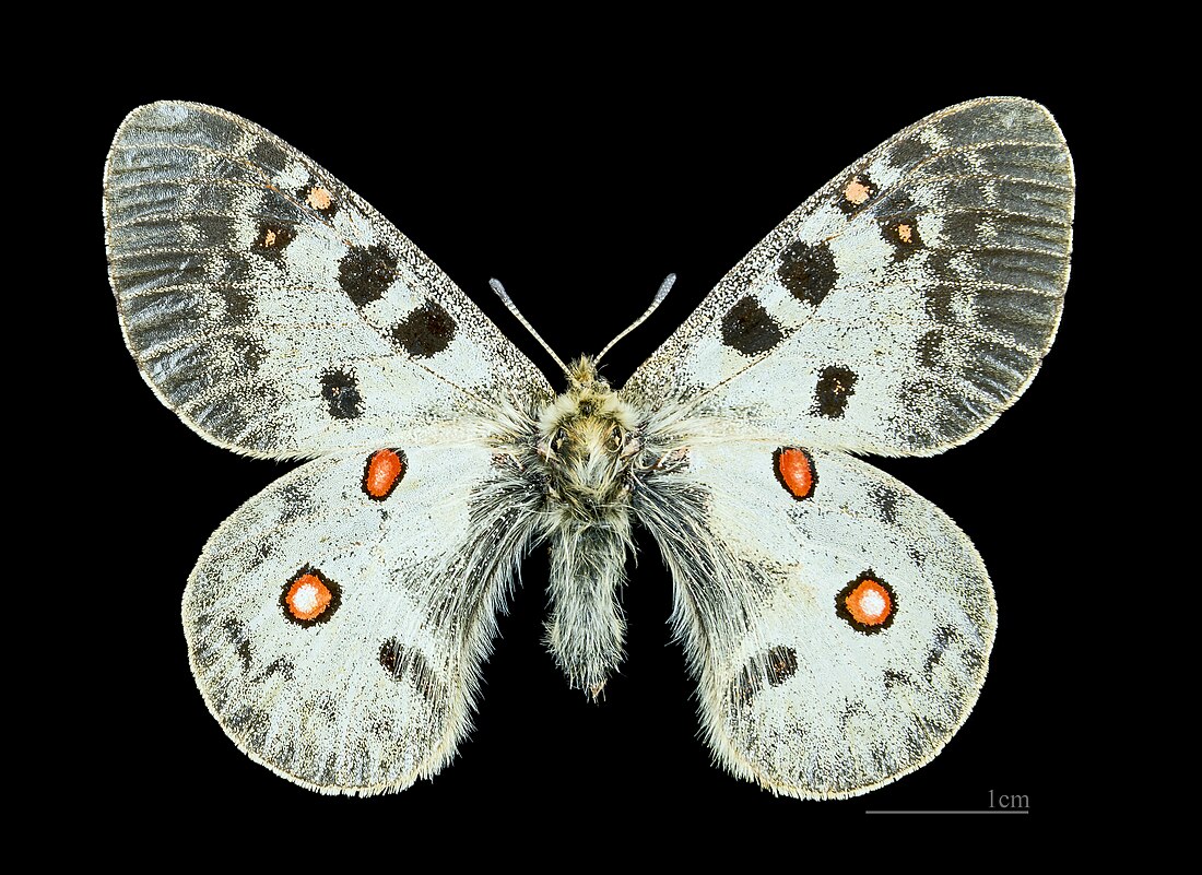 Parnassius