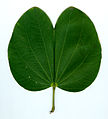 Двулопастный лист баугинии (Bauhinia)