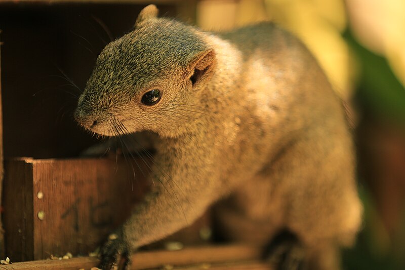 File:Pcs34560 Pallas's squirrel, Meigetsu-in, Japan.jpg