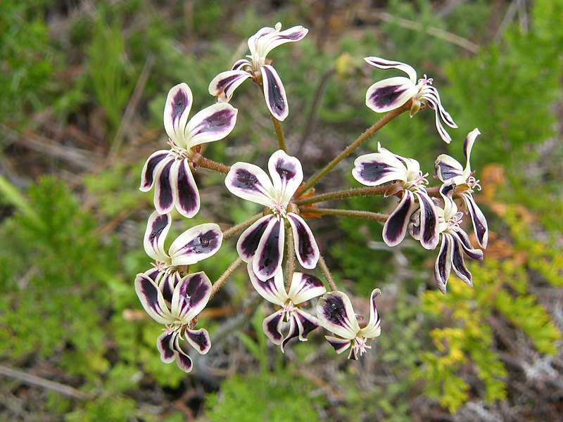 File:Pelargonium lobatum.JPG