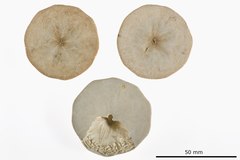 File:Peronella keiensis - ECH-000191 hab-ven.tif (Category:Echinodermata in the Natural History Museum of Denmark)