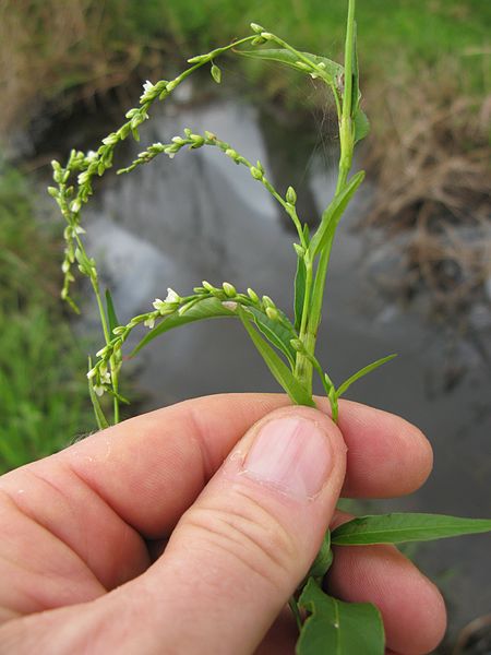 File:Persicaria hydropiper flowerhead4 (17191741242).jpg