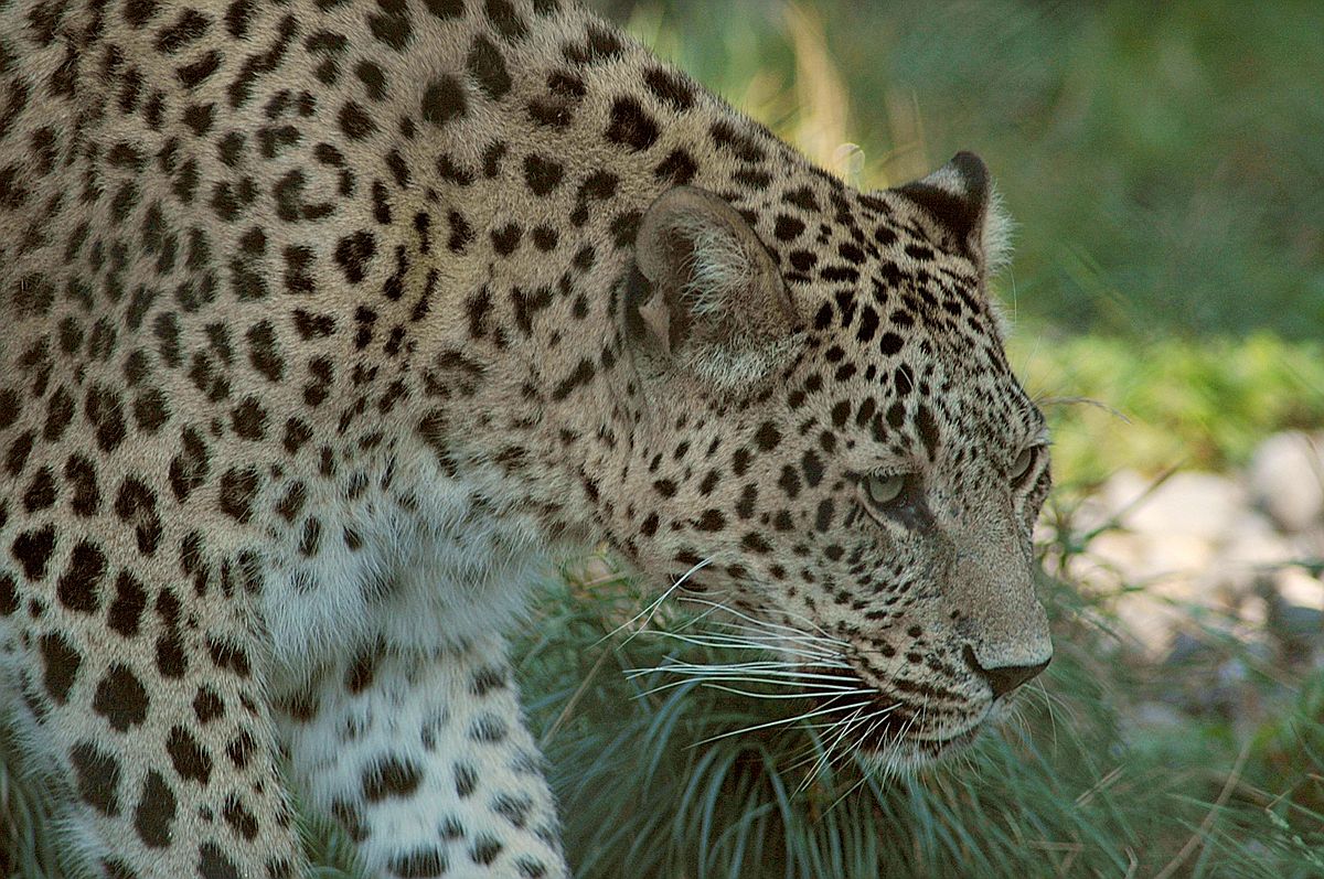 Leopards - Wikiquote