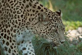 Persischer leopard2cele4.jpg