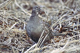 Faisan De Colchide: Dénomination, Description, Répartition et habitat