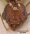 Pheidole oculata casent0102052 head 1. jpg