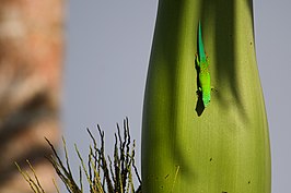 Phelsuma andamanensis