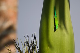 Andaman Islands day gecko Species of lizard