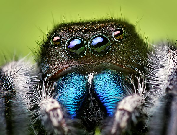 Adult male Phidippus audax