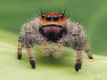 Female Phidippus regius jumping spider