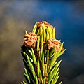 Picea abies shoot with buds, Sogndal, Norway.jpg