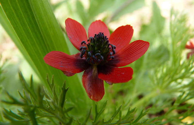 File:PikiWiki Israel 30417 Plants of Israel.jpg