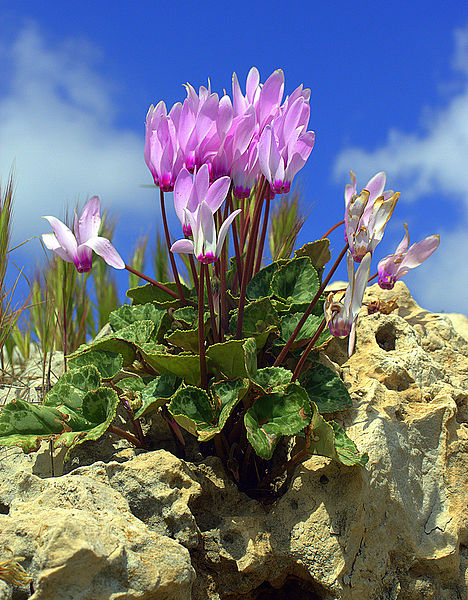 File:PikiWiki Israel 36839 Nature and Colors.jpg