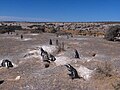 Pingüinera en Puerto Madryn.jpg