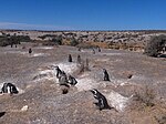 Populacija pingvinov blizu obale.
