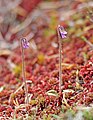 Twee exemplaren van de kleine vleesetende plant Pinguicula villosa