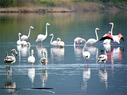 Pink Flamingos at Korission Lake korfu tipps
