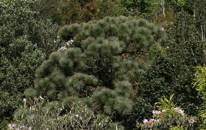 File:Pinus montezumae (Montezuma Pine) - Flickr - S. Rae.jpg