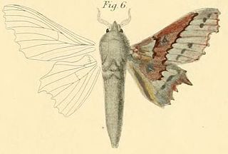 <i>Mimopacha</i> Genus of moths