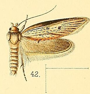 <i>Procometis acutipennis</i> Species of moth