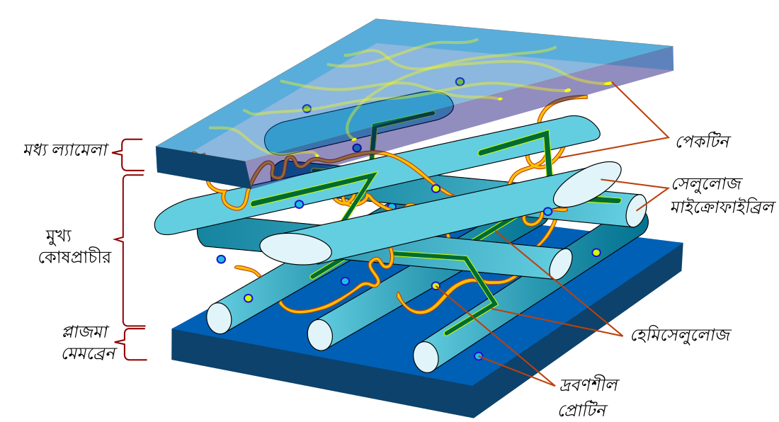 File:Plant cell wall diagram-bn.svg