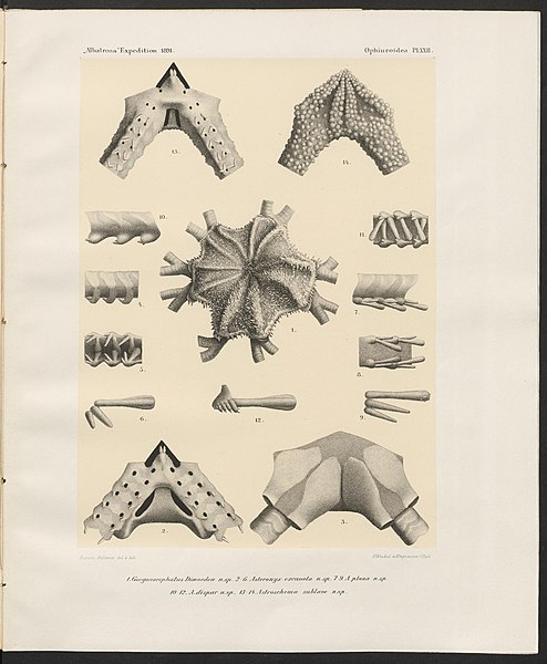File:Plate XXII (Lütken and Mortensen, 1899).jpg