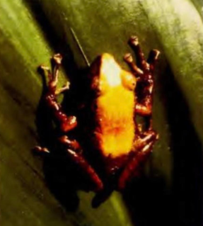 <span class="mw-page-title-main">Banahao forest frog</span> Species of amphibian