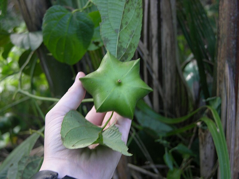 File:Plukenetia volubilis.JPG