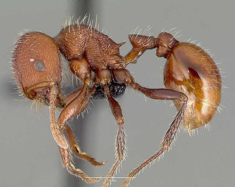 File:Pogonomyrmex huachucanus casent0006263 profile 1.jpg