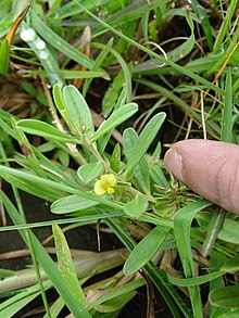 Polygala arvensis Willd.jpg