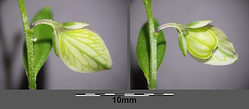 Frukt På den högra delbilden är ett foderblad avlägsnat