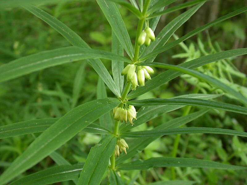 File:Polygonatum verticillatum plant.jpg