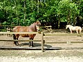 41. Heimfeld, Ponies vom Ponyhof Meyers Park