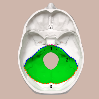 Posterior cranial fossa Area of the cranium containing the brainstem and cerebellum