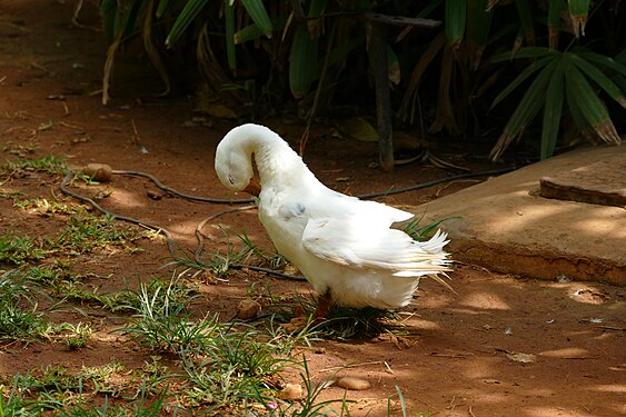 A duck preening its feathers