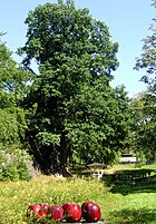 Prins Eugens ek på Waldemarsudde är Stockholms största träd. I förgrunden syns Ulla Kraitz' konstverk "Röda äpplen", sommaren 2007.