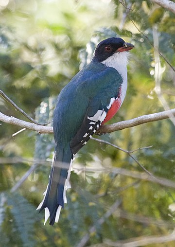 Trogon kubánský