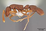 Miniatura para Probolomyrmex boliviensis