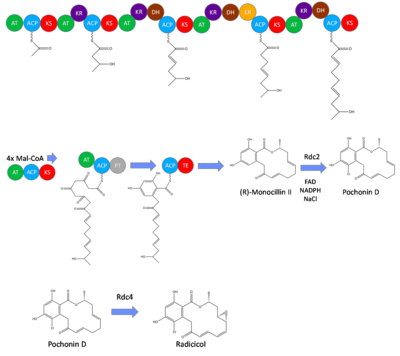 Proposed biosynthetic pathway of Radicicol. Proposed Radicicol Biosynthetic Pathway.png