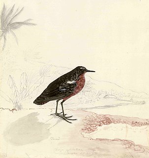 Tahiti sandpiper Extinct species of bird